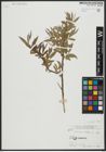 Foto von Salix alba subsp. alba L.